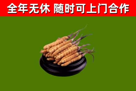越秀区烟酒回收冬虫夏草.jpg