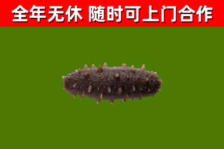 越秀区回收海参干